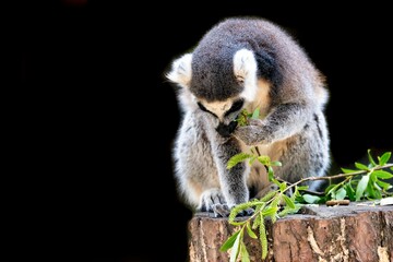 Closeup of an adorable small lemur sitting on a tree stump in a natural outdoor setting