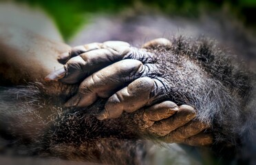 there is an adult ape holding a baby gorilla's hand