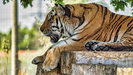 a tiger sitting down and looking over the edge of a fence