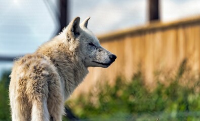 the wolf looks on while sitting near a fence and grass