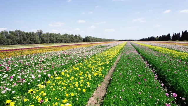 Field aerial video of Ranunculus in Kibbutz Nir Yitzhak