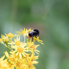 Closeup of a bumblebee perched on yellow wildflowers