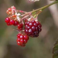 Closeup of unripe, red blackberries on a shrub