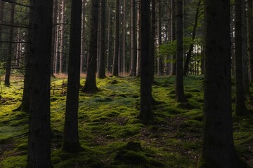 Fototapeta premium Scenic view of a lush green forest