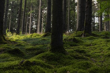 Obraz premium Scenic view of a lush green forest