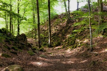Scenic view of a lush green forest
