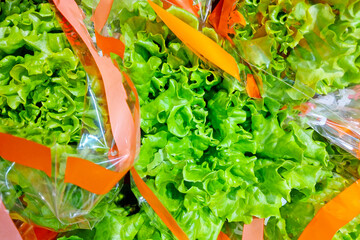 Fresh Green Lettuce Bunches in Plastic Bags with Orange Ribbon for Market Display