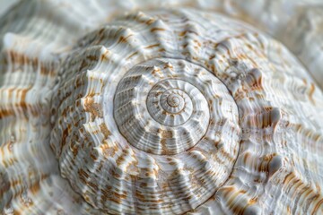 Detailed close up of a shell with intricate spiral design. Perfect for nature or marine themed projects