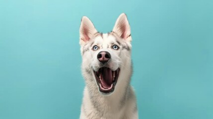 A playful husky dog with its mouth open and tongue out. Perfect for pet lovers and animal enthusiasts