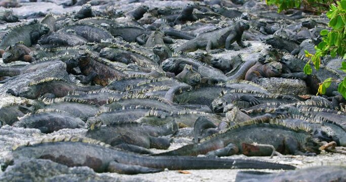 Large group of black Galapagos sea iguanas blanket the beach.
