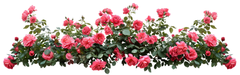 Beautiful pink roses with lush green leaves, cut out