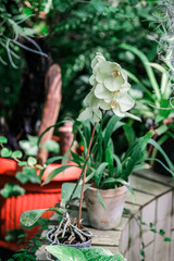 Yellow orchid flower placed delicately on top of a wooden table