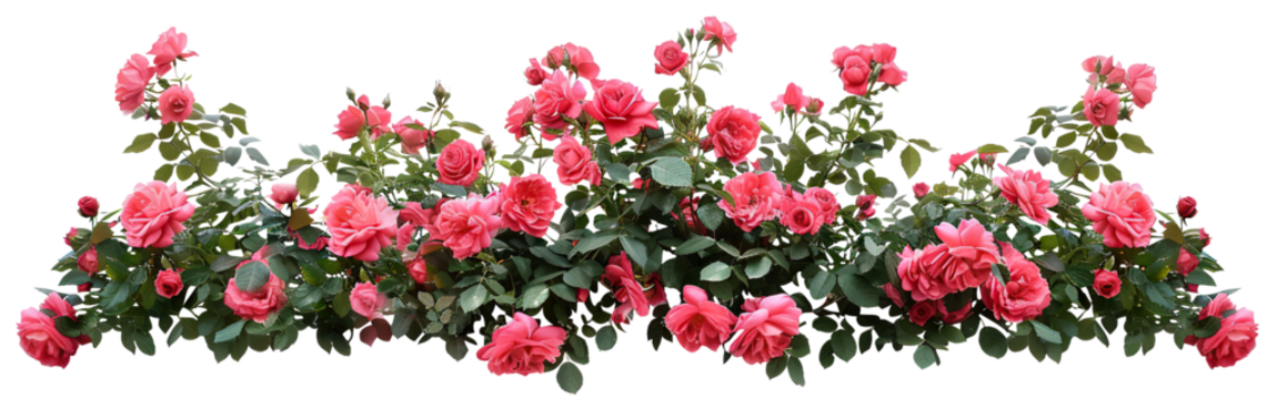 Beautiful pink roses with lush green leaves, cut out