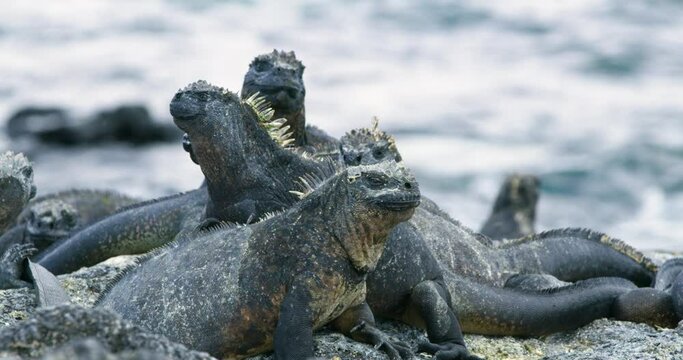 Vulnerable sea iguana animals on rocky shores of Galapagos Islands.