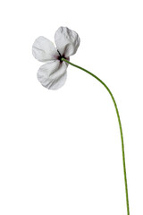 white poppy flower 