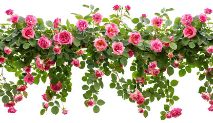 Beautiful pink roses with lush green leaves, cut out