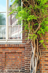 Urban Nature Integration: Twisting Vine against Brick Wall for Eco-Friendly Design and Decor