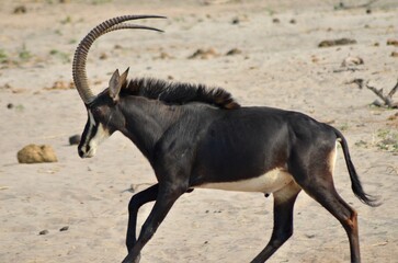 a male antelope running with his long hair blowing in the wind © Wirestock