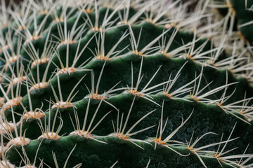 A detailed view of a vibrant green cactus plant, showcasing its spiky texture and unique shape