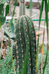 A cactus stands tall in a garden filled with lush green plants, creating a striking contrast in the outdoor space