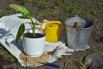 Transplant dieffenbachia in new pot. Florist transplant dumbcane  plant. Repotting dieffenbachia or dumbcane.