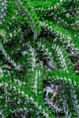 Detailed view of a plant featuring vibrant green leaves in sharp focus