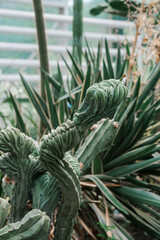 A close-up view of a plant featuring numerous lush green leaves in intricate patterns