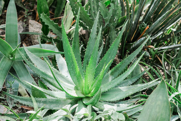 Detailed close-up of an aloe plant surrounded by green grass in a natural setting