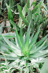 Detailed view of an aloe plant in a field, showcasing the intricate patterns and textures of its leaves
