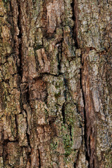 Obraz premium Details of the bark of a tree