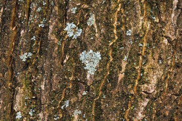 Fototapeta premium Details of the bark of a tree