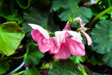 Pink Geranium Flower in Full Bloom - Nature Close-Up for Botanical Studies and Garden Design
