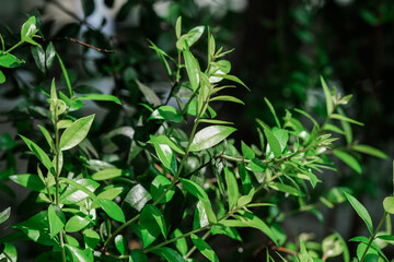 Detailed view of a dense bush with vibrant green leaves, showcasing intricate patterns and textures