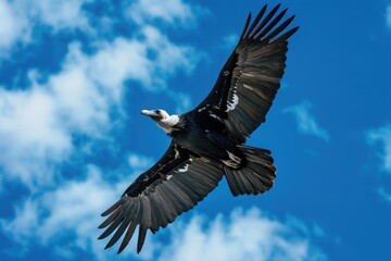 Obraz premium Majestic bird soaring through the clear blue sky, suitable for nature concepts