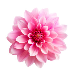 Beautiful Flower Isolated on Transparent Background, PNG, Cut Out.