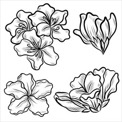 Rhododendron flower outlines. Botanical line art. Vector Azalea flowers