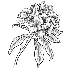 Rhododendron flower outlines. Botanical line art. Vector Azalea flowers