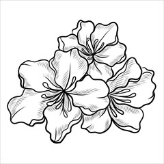 Rhododendron flower outlines. Botanical line art. Vector Azalea flowers