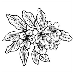 Rhododendron flower outlines. Botanical line art. Vector Azalea flowers