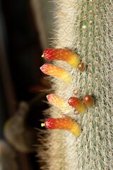 Cleistocactus baumannii bud, top view, isolated