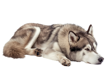 An image of a Siberian husky on a transparency background