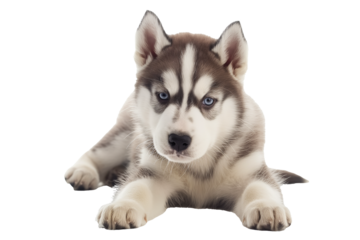 Capture the heartwarming charm of this adorable Siberian Husky puppy transparent background