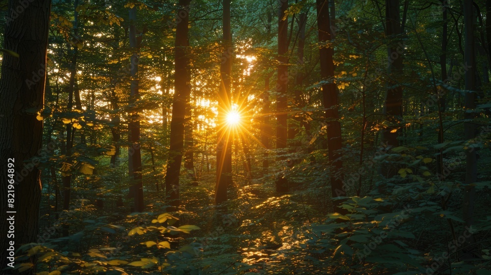 Poster sunlight shining through dense forest trees, ideal for nature backgrounds