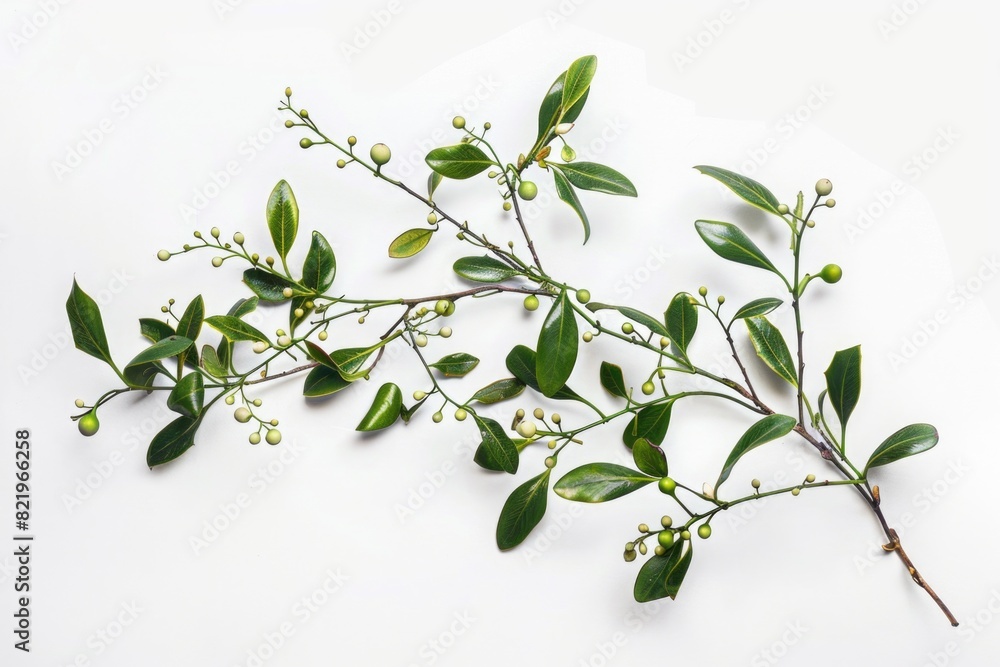 Poster branch of a plant with green leaves and white flowers. suitable for botanical and nature concepts