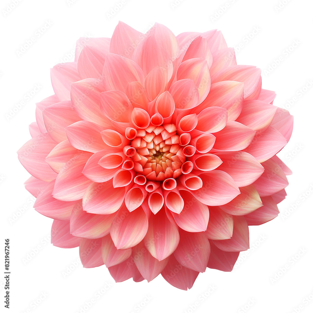 Poster beautiful flower isolated on transparent background, png, cut out.