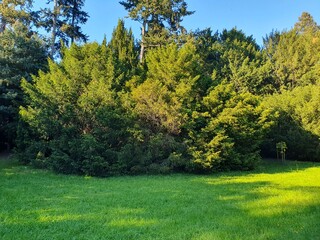 Forest green glade with wildflowers in a city park, deciduous trees, fir trees, nature © Белинская Наталия
