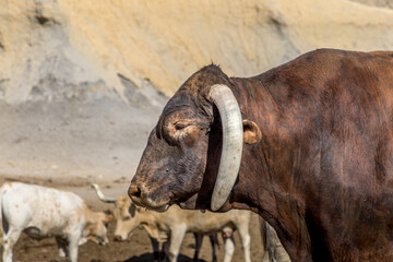 Longhorn cow with dysmorphic horns in a cow sanctuary
