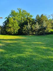 Forest green glade with wildflowers in a city park, deciduous trees, fir trees, nature