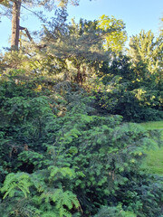 Obraz premium Coniferous plants in the park, young evergreen yew, pine, nature