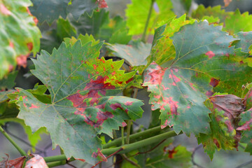 Anthracnose of grapes symptoms. Anthracnose of grapes, caused by the fungus Elsinoe ampelina, is a...